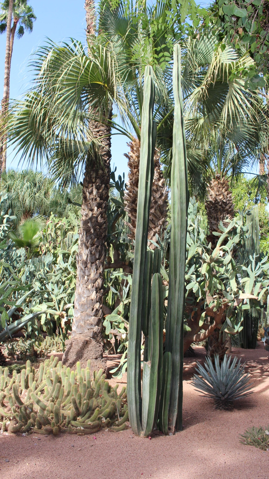 Cereus ingens