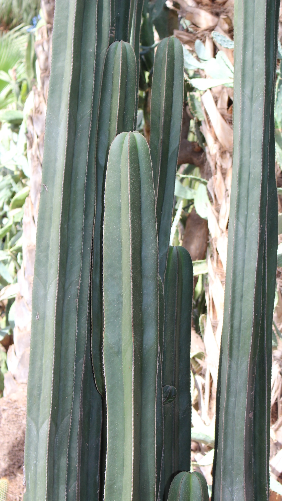 Cereus ingens