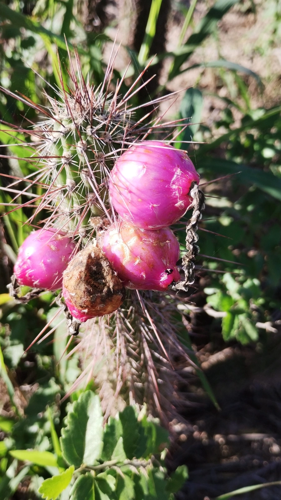 Cereus jugatiflorus