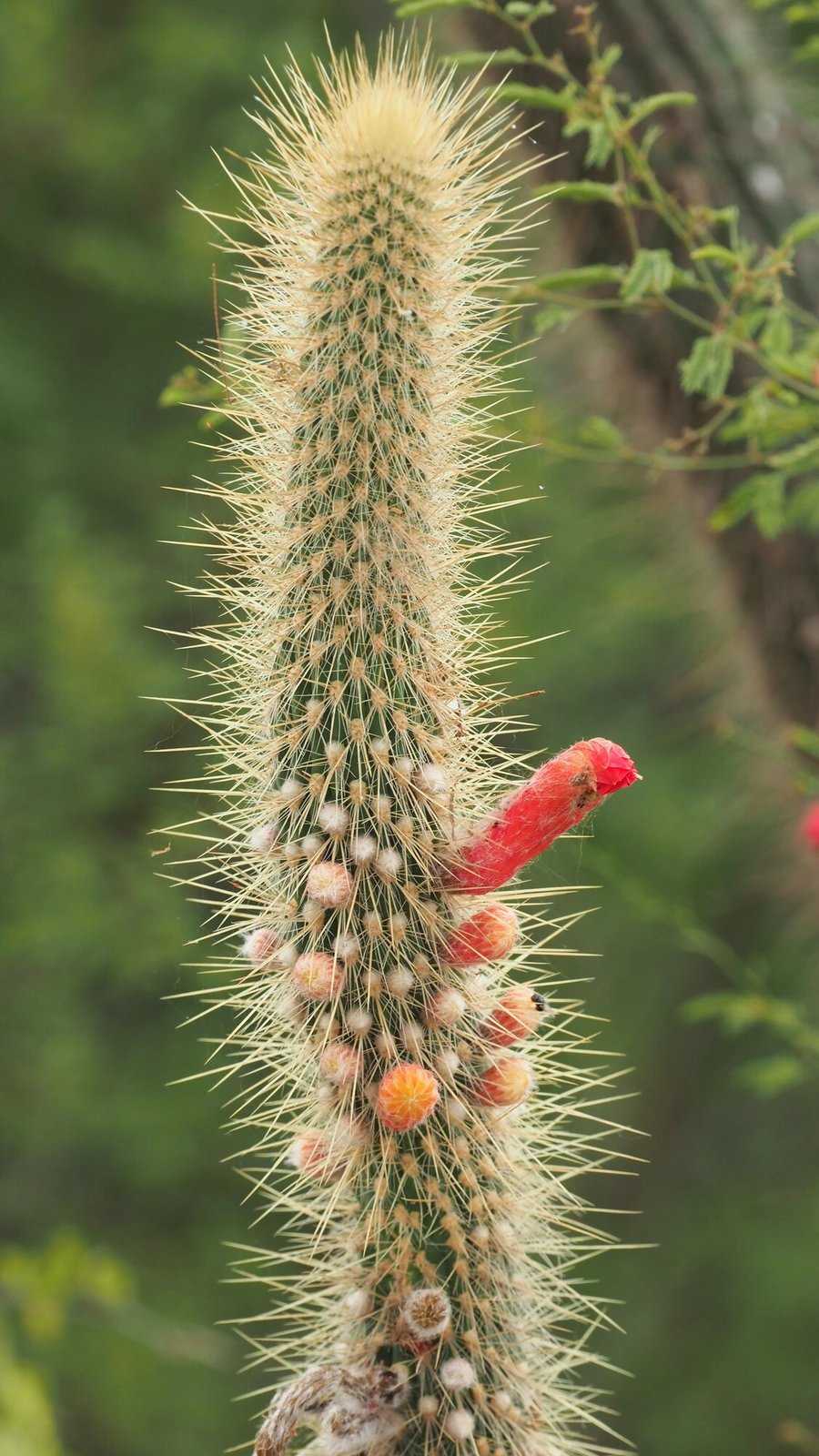 Cereus jugatiflorus