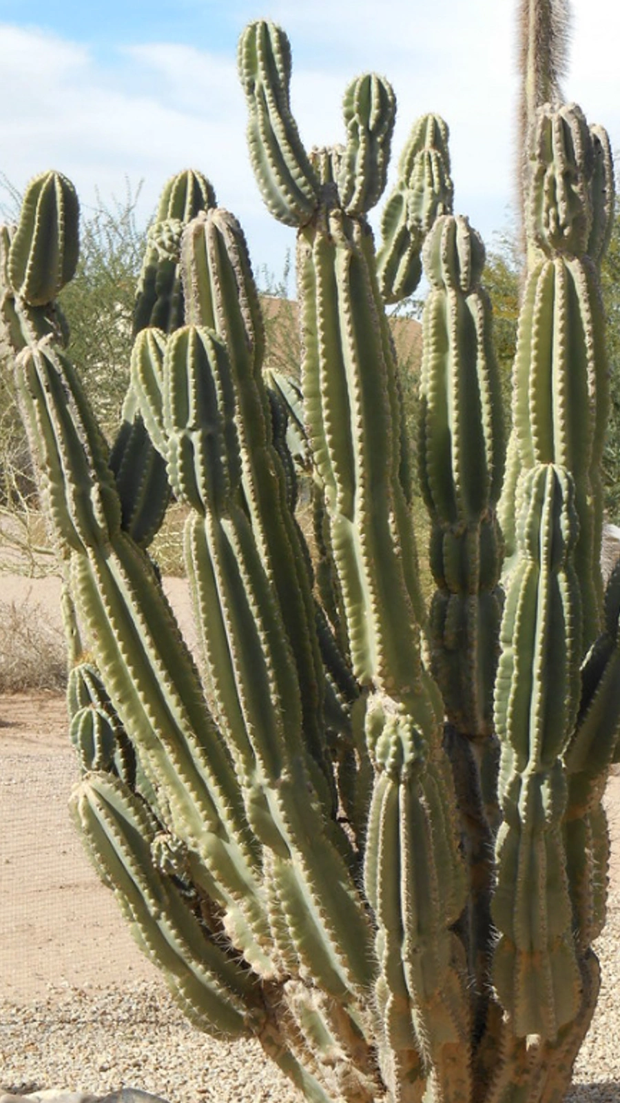 Cereus lamprospermus