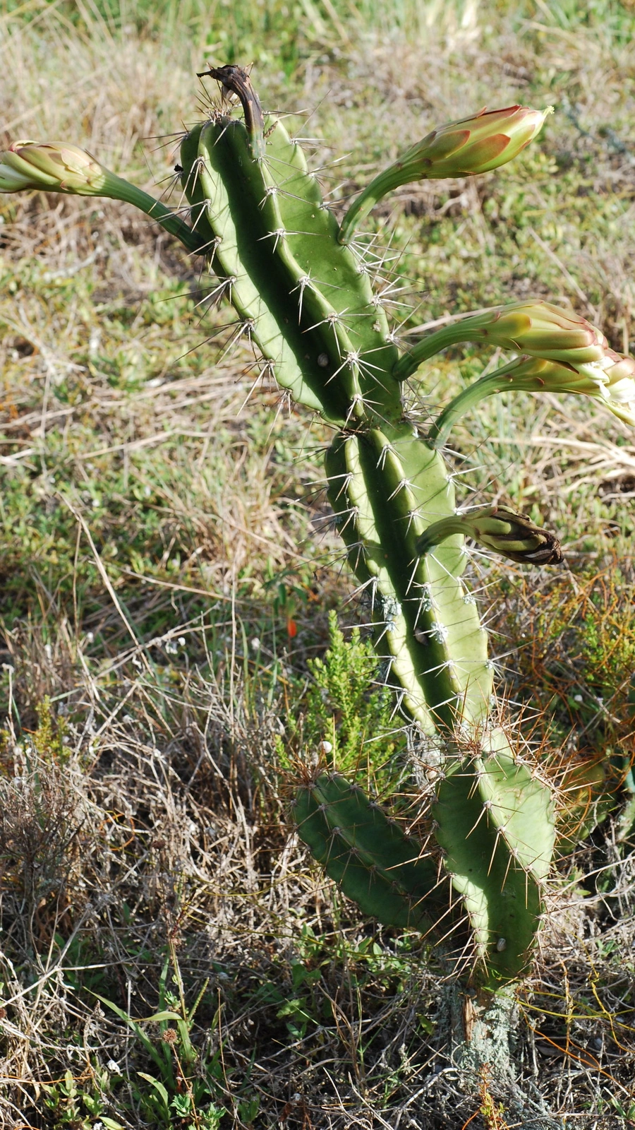Cereus lepidotus