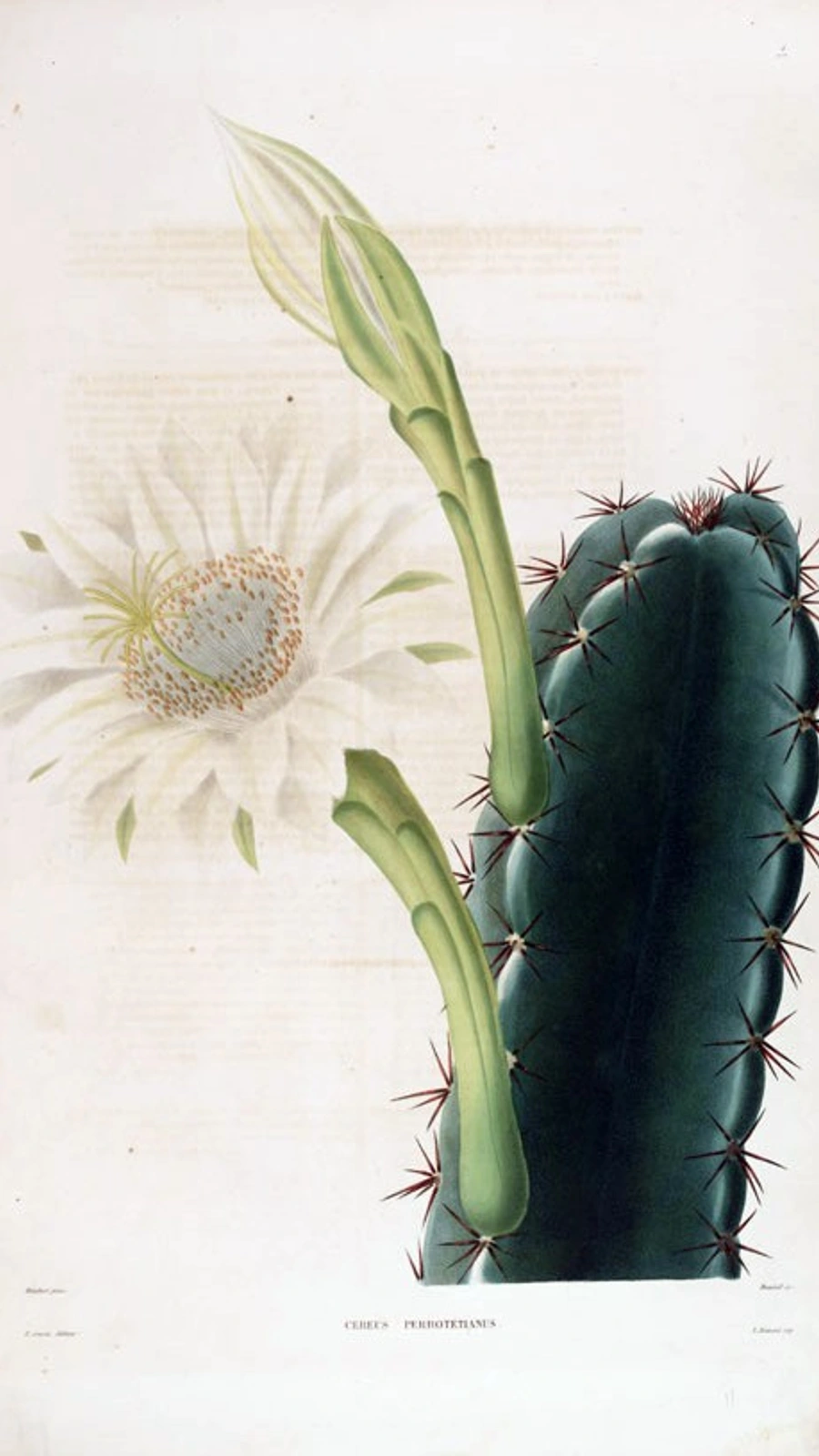 Cereus lepidotus