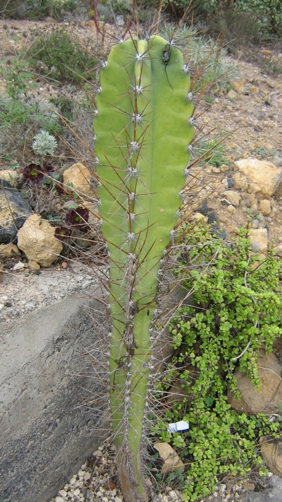 Cereus magnus