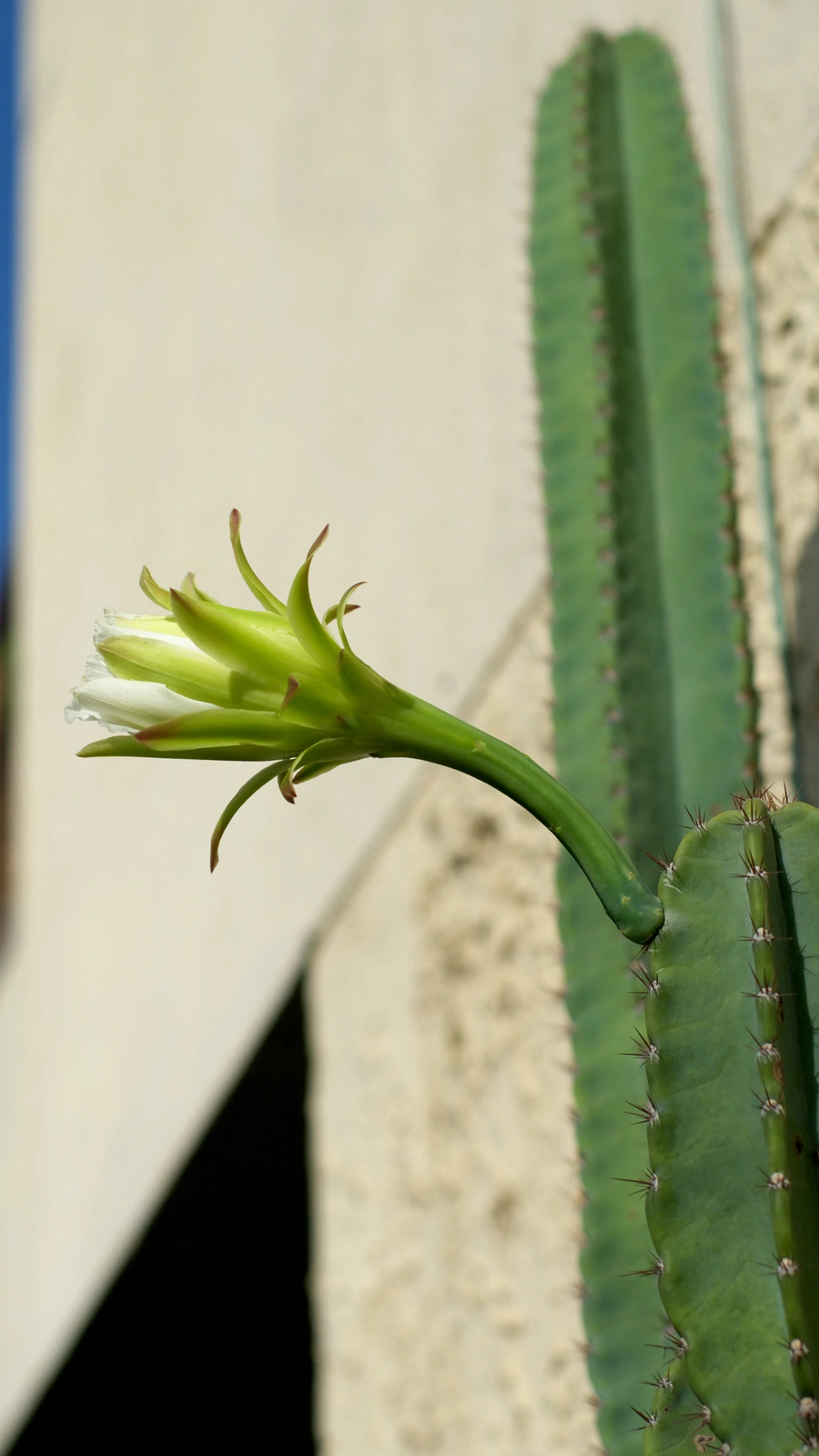 Cereus magnus