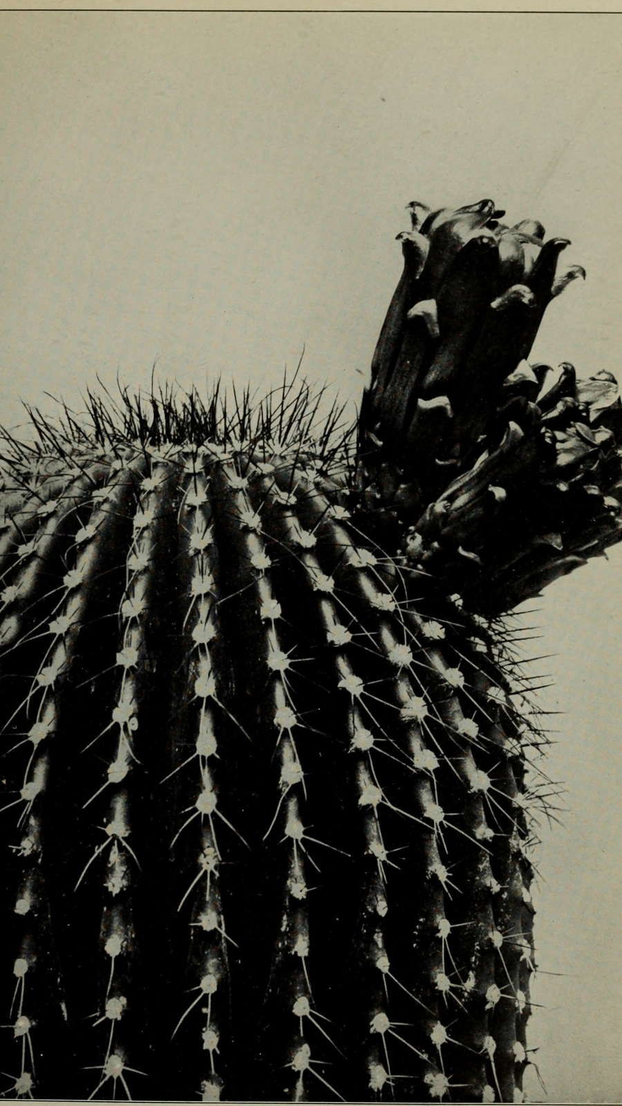Cereus nickelsii