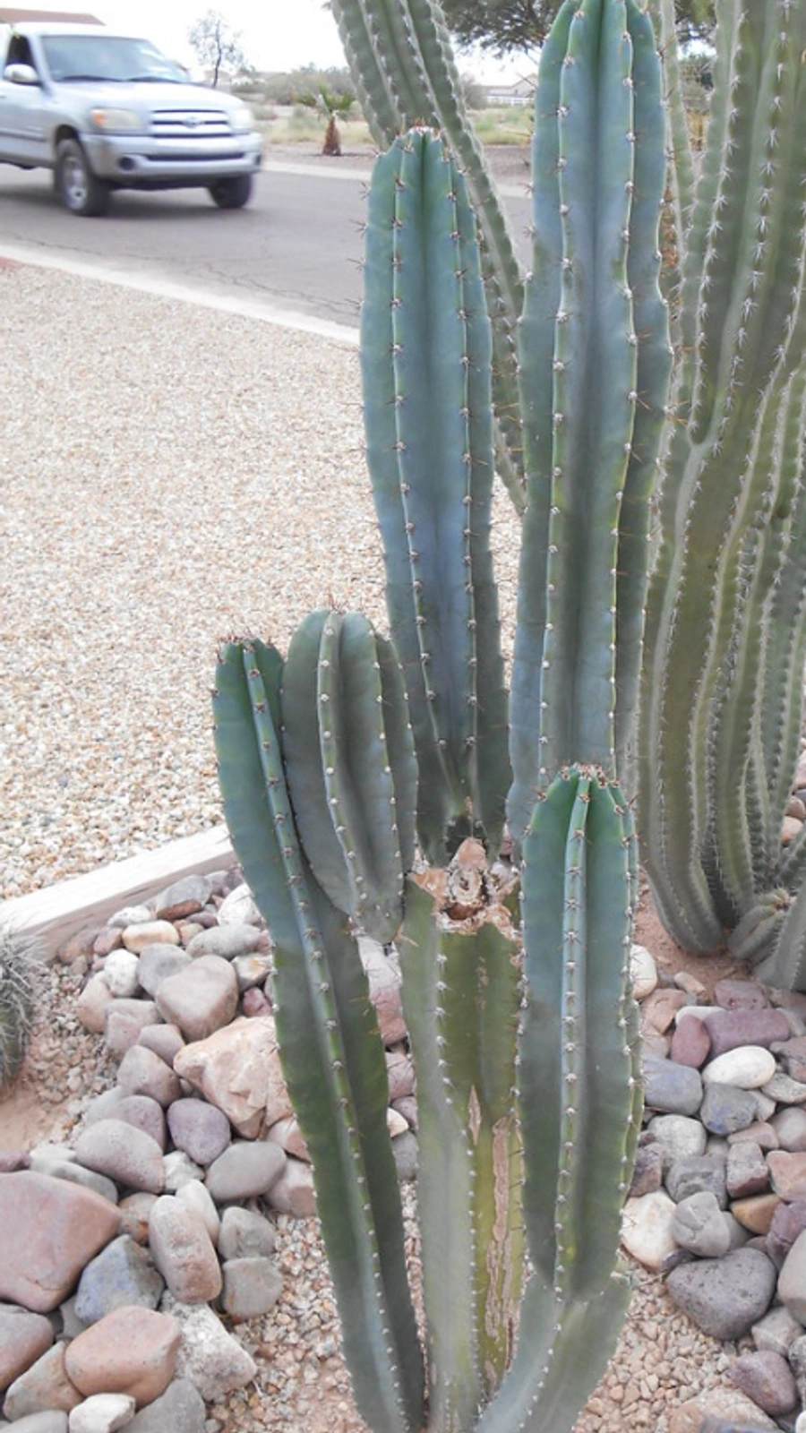 Cereus pachyrrhizus