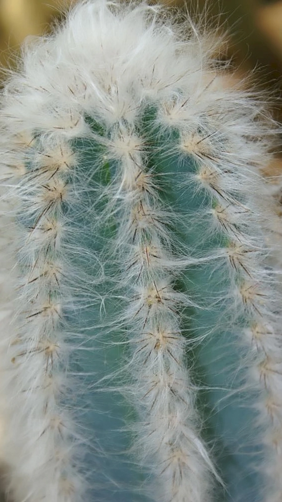 Cereus palmeri