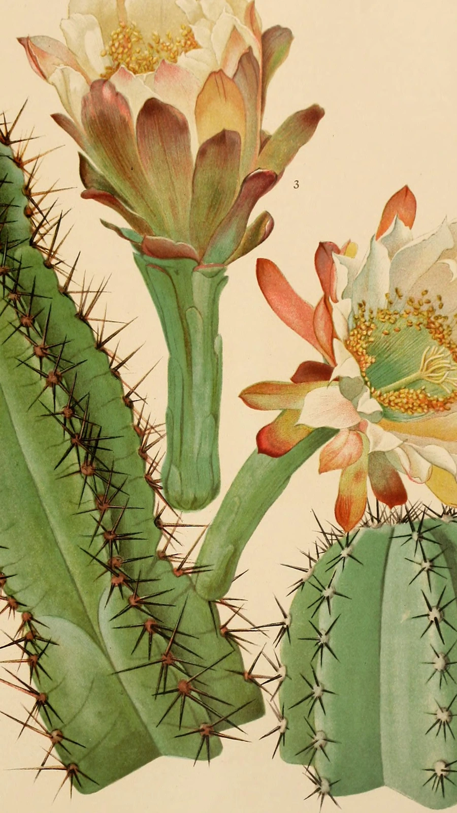 Cereus paraguayensis
