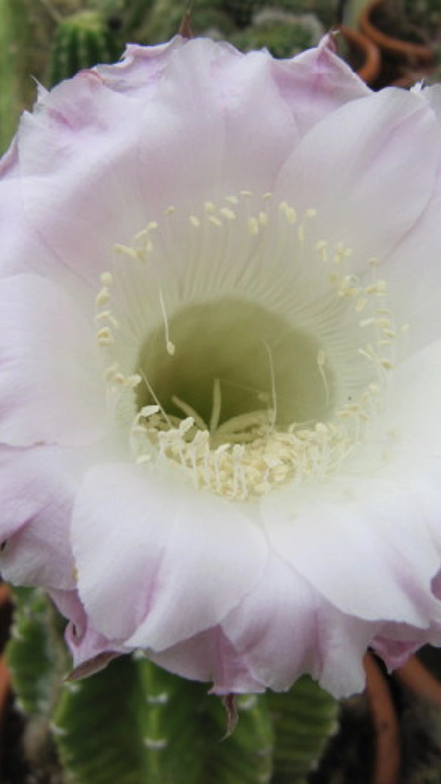 Cereus paraguayensis