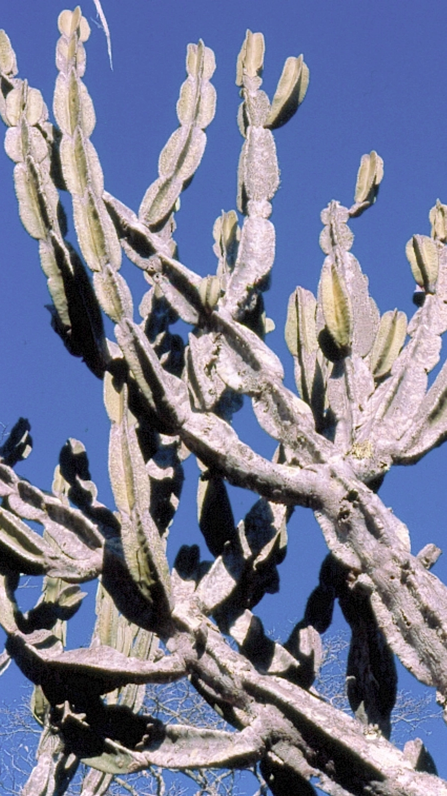 Cereus pierre-braunianus