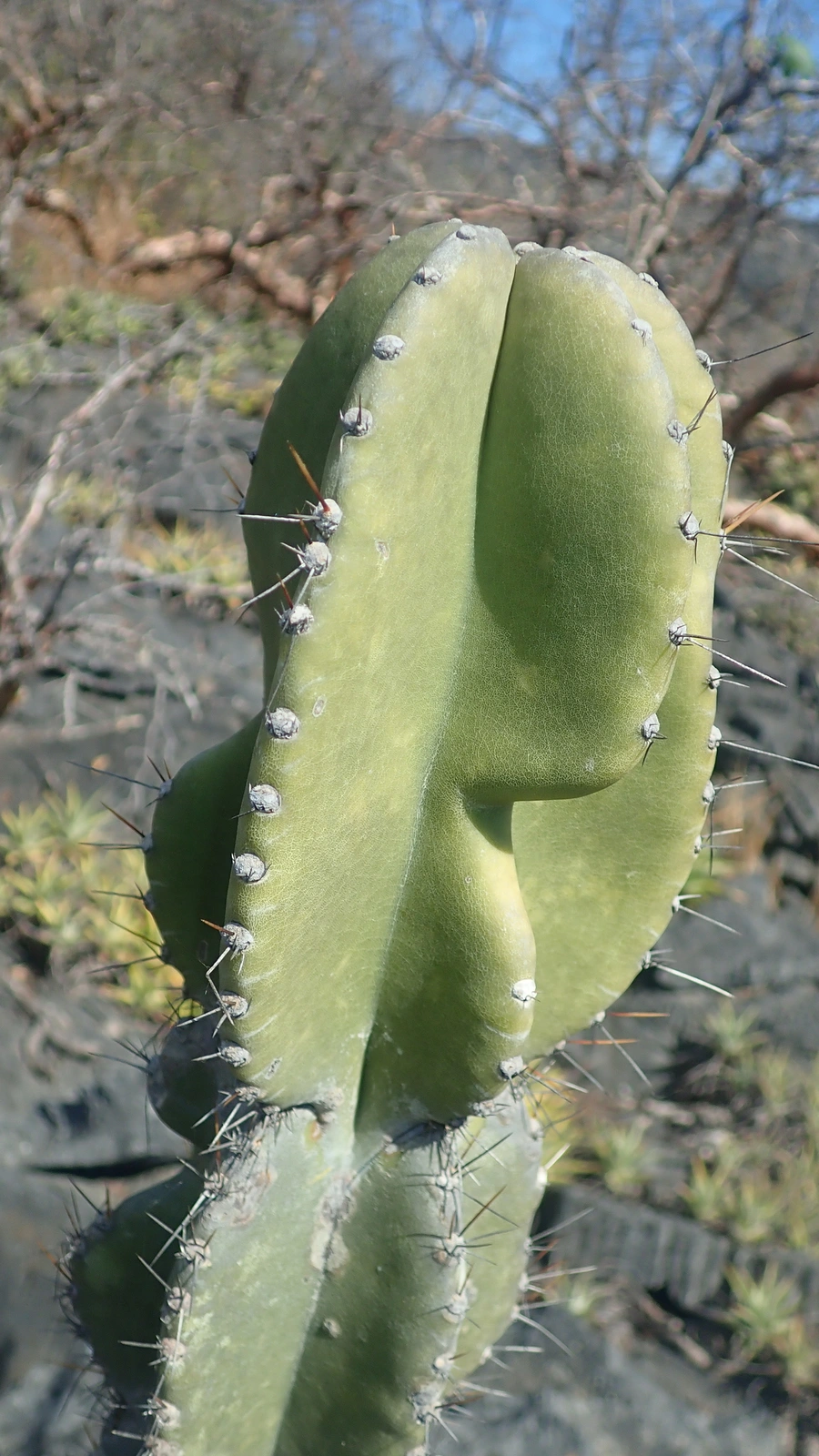 Cereus pierre-braunianus