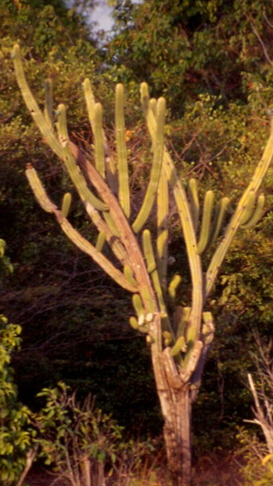 Cereus robustus