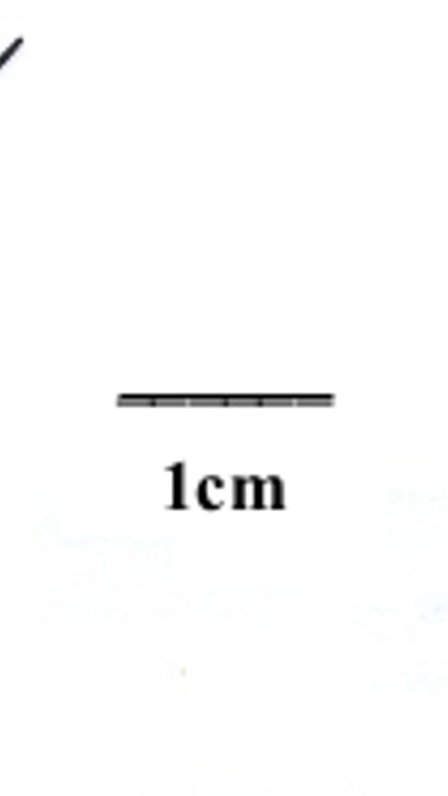 Cereus robustus