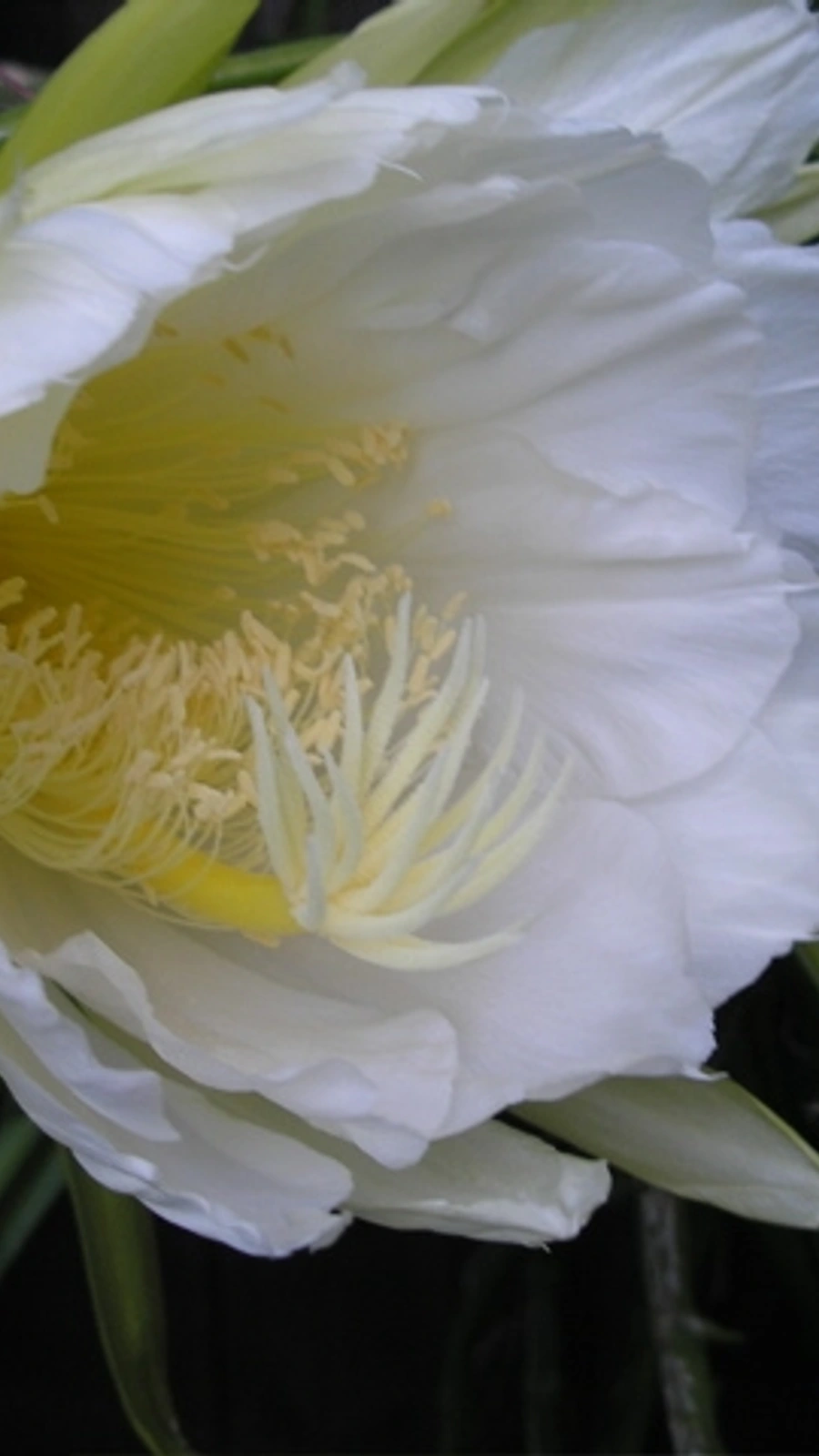 Cereus rostratus