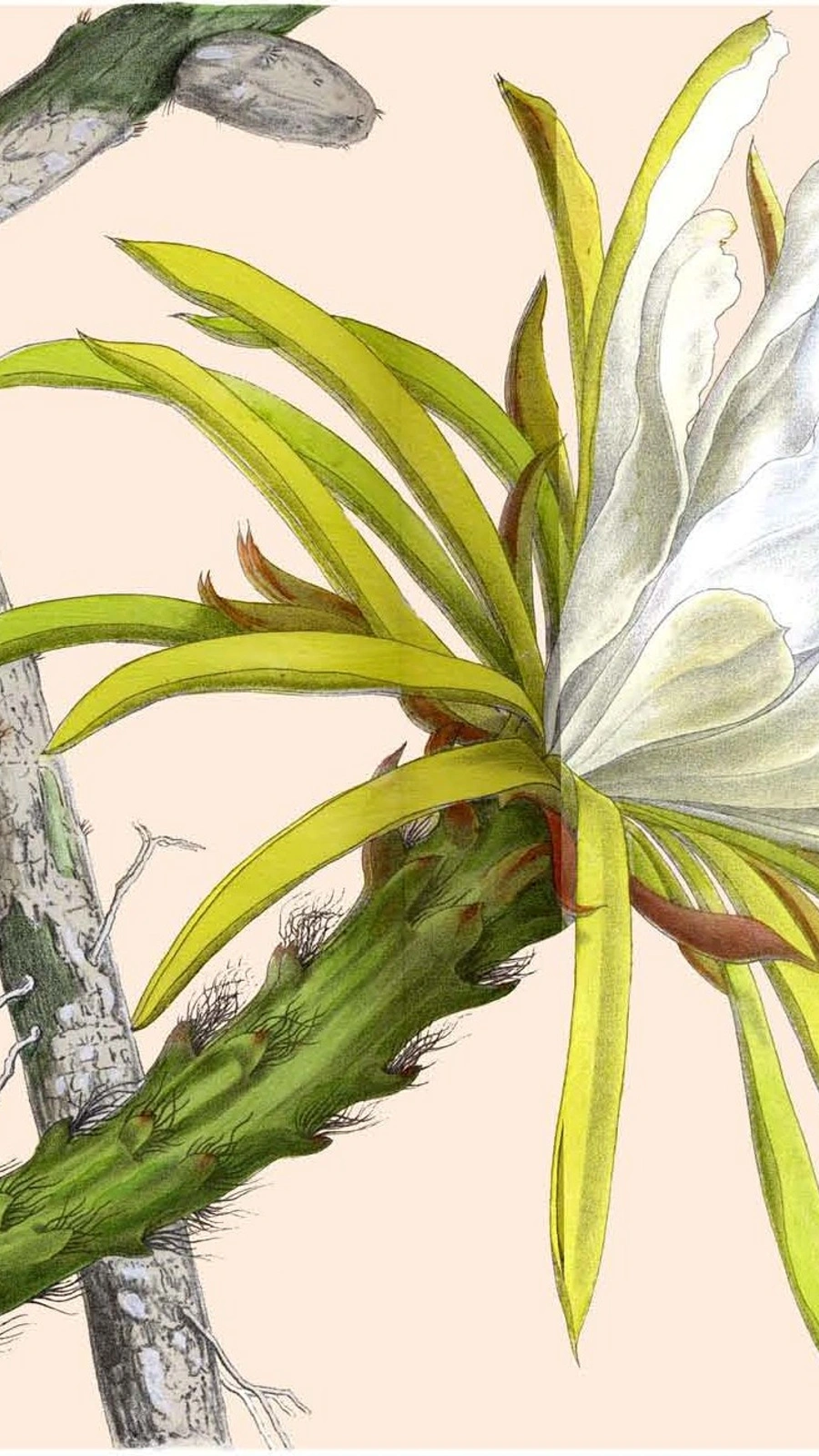 Cereus rostratus