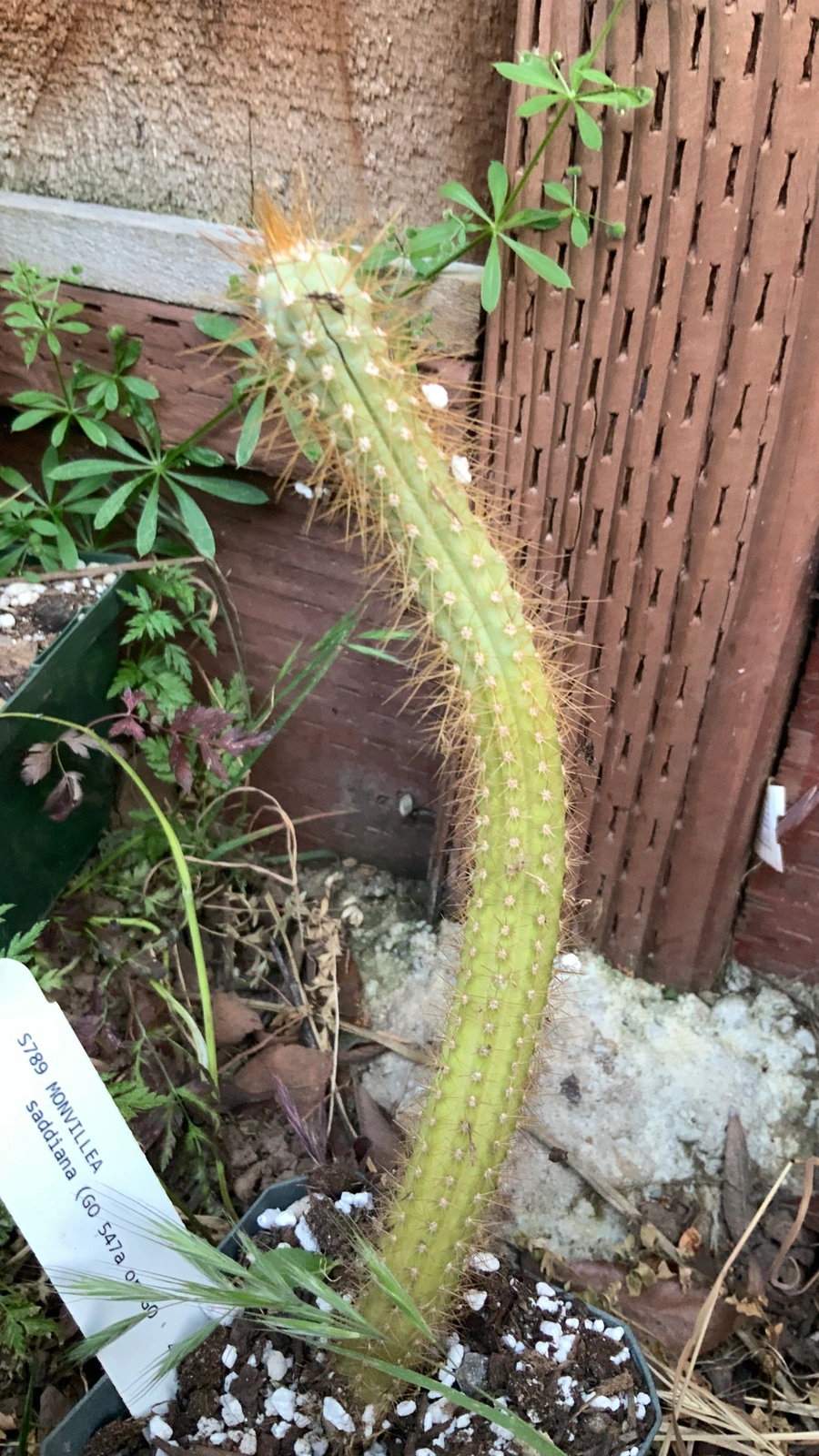 Cereus saddianus