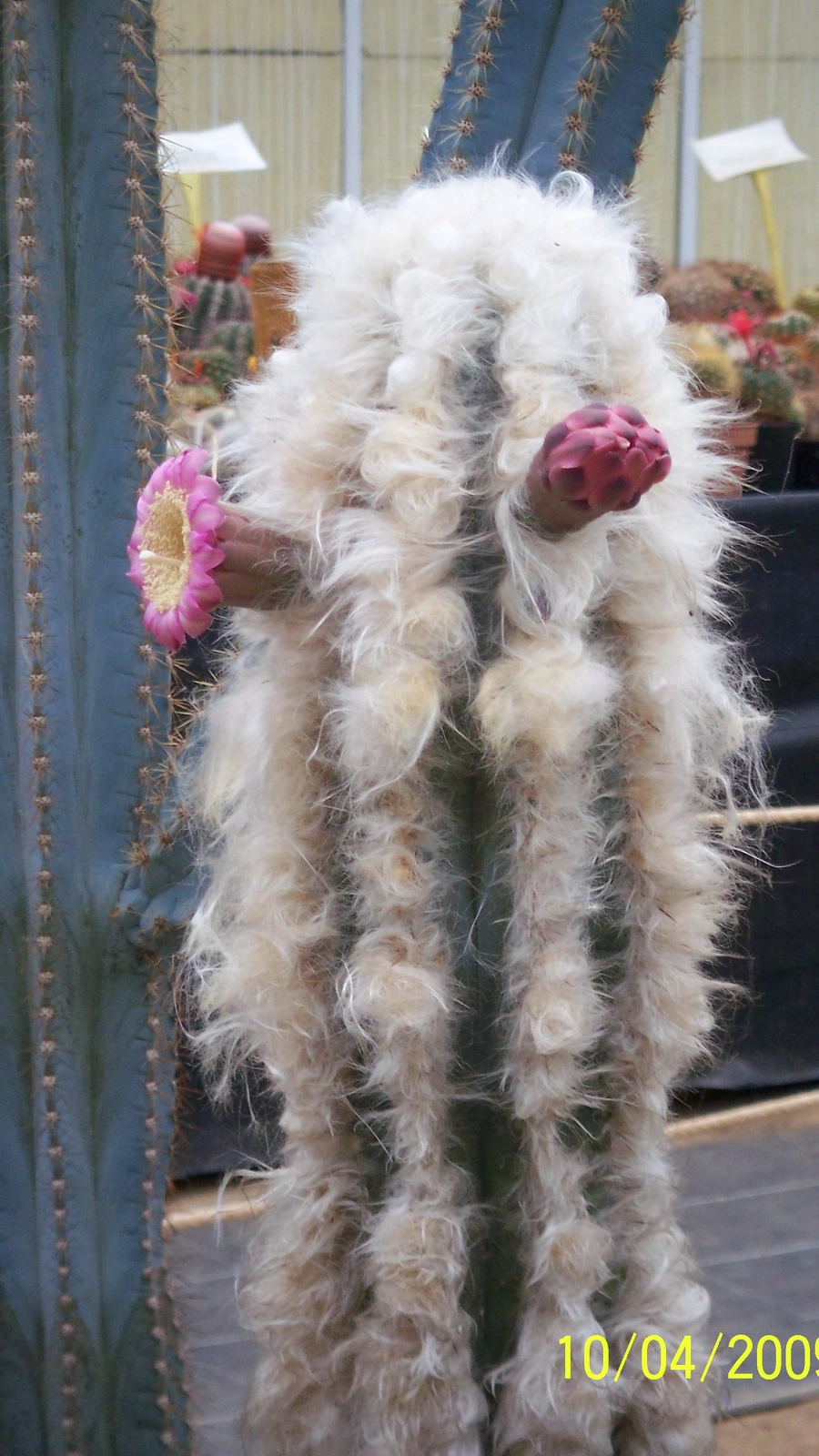 Cereus sartorianus