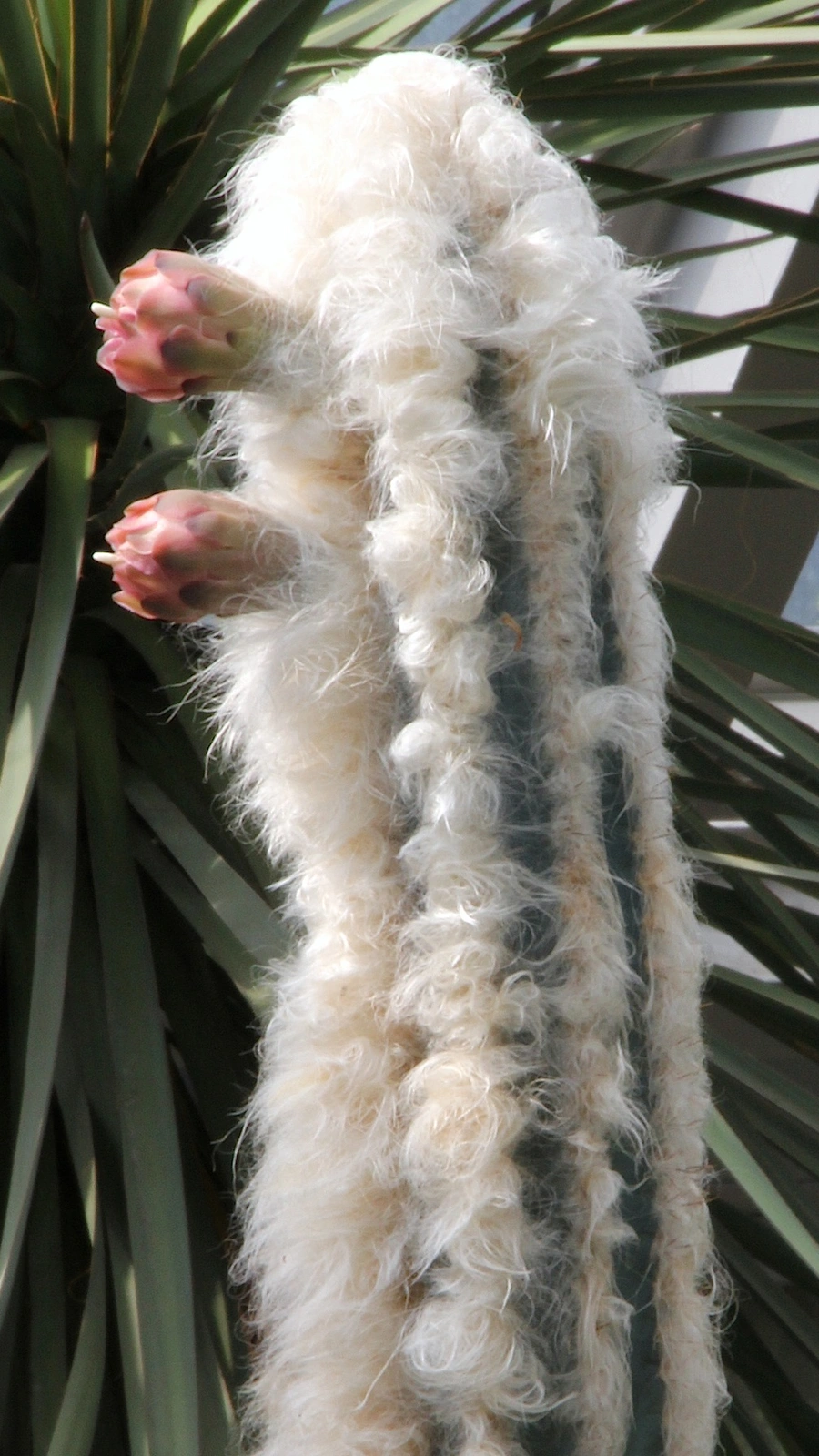 Cereus sartorianus