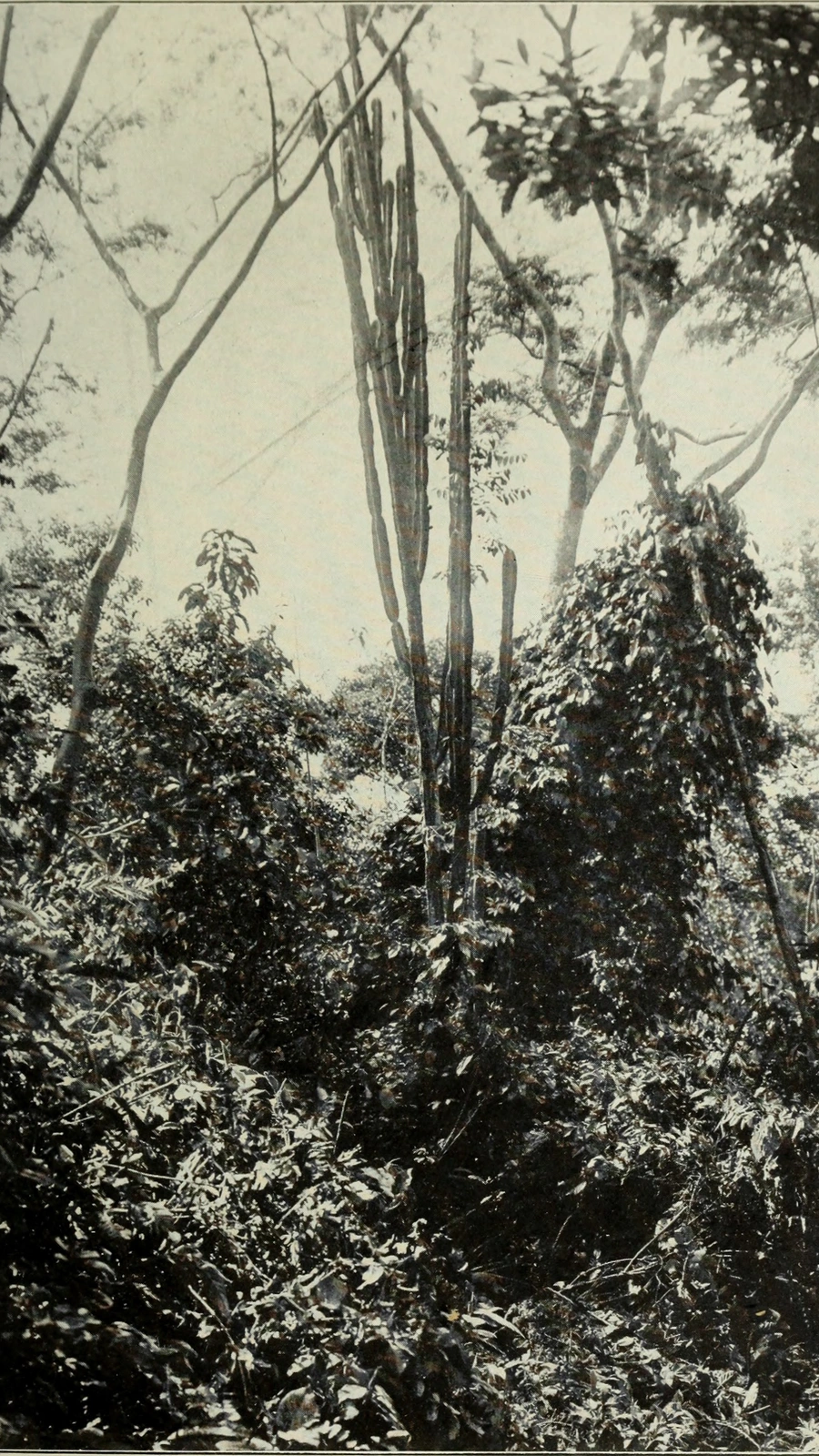 Cereus trigonodendron