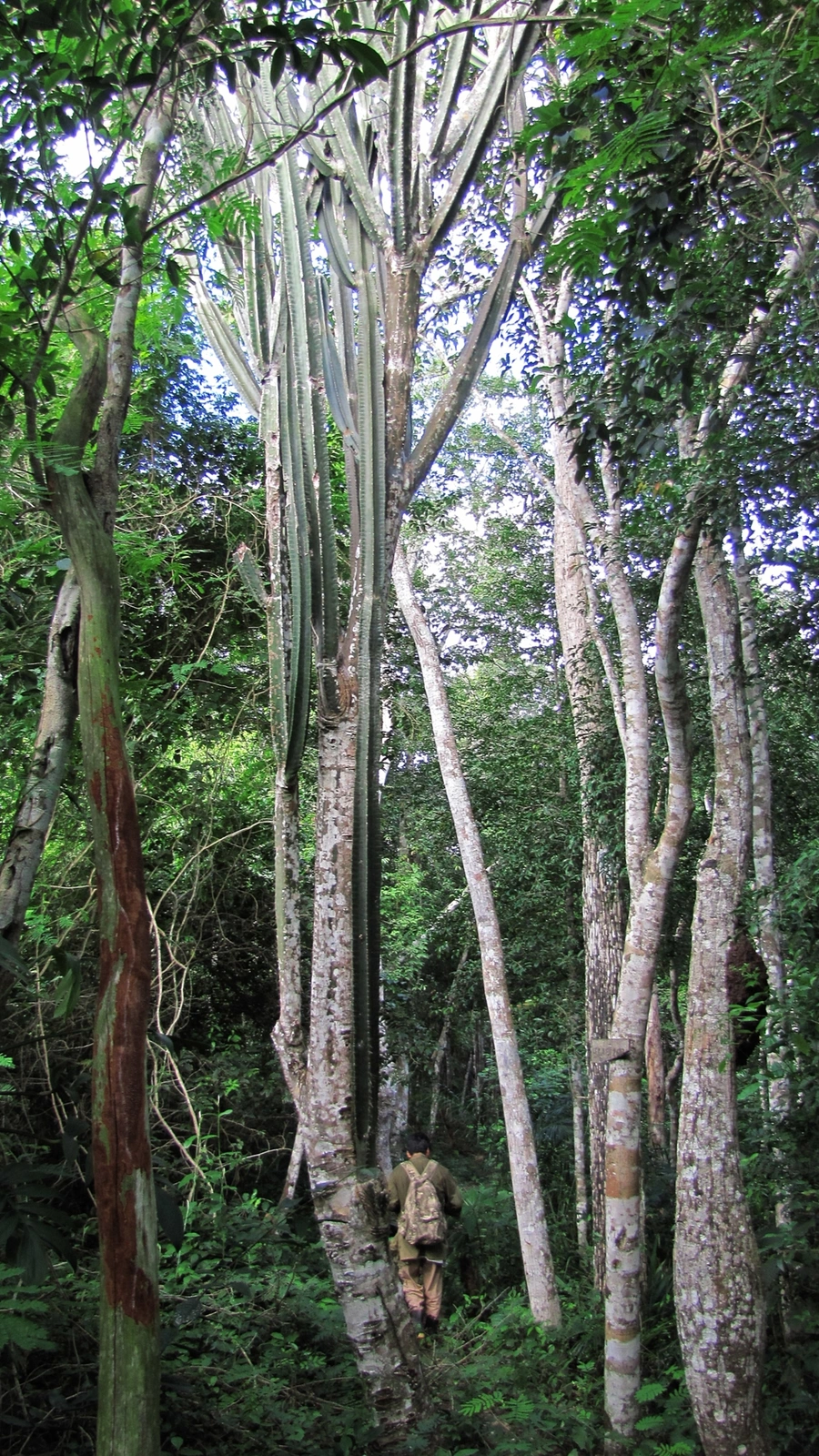 Cereus trigonodendron