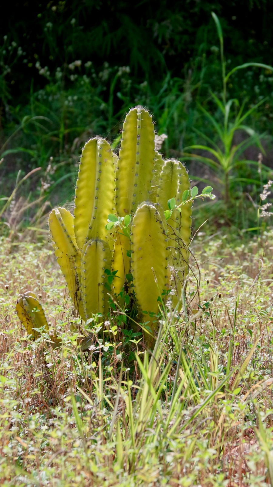 Cereus validus