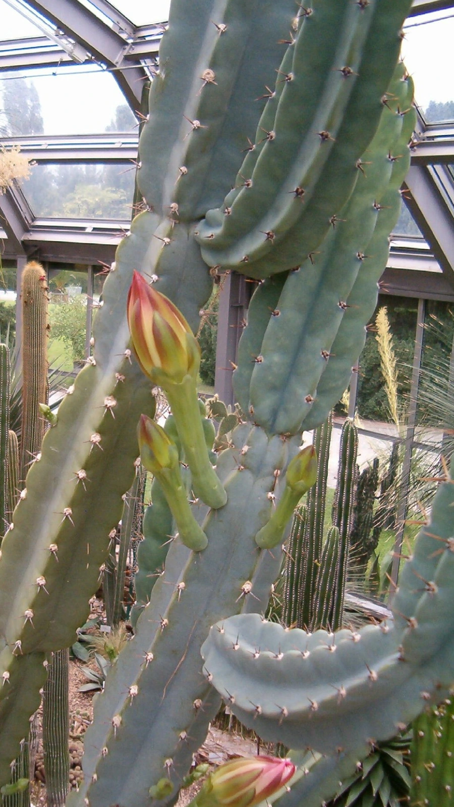 Cereus validus