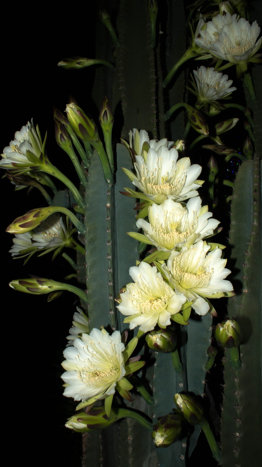 Cereus vargasianus