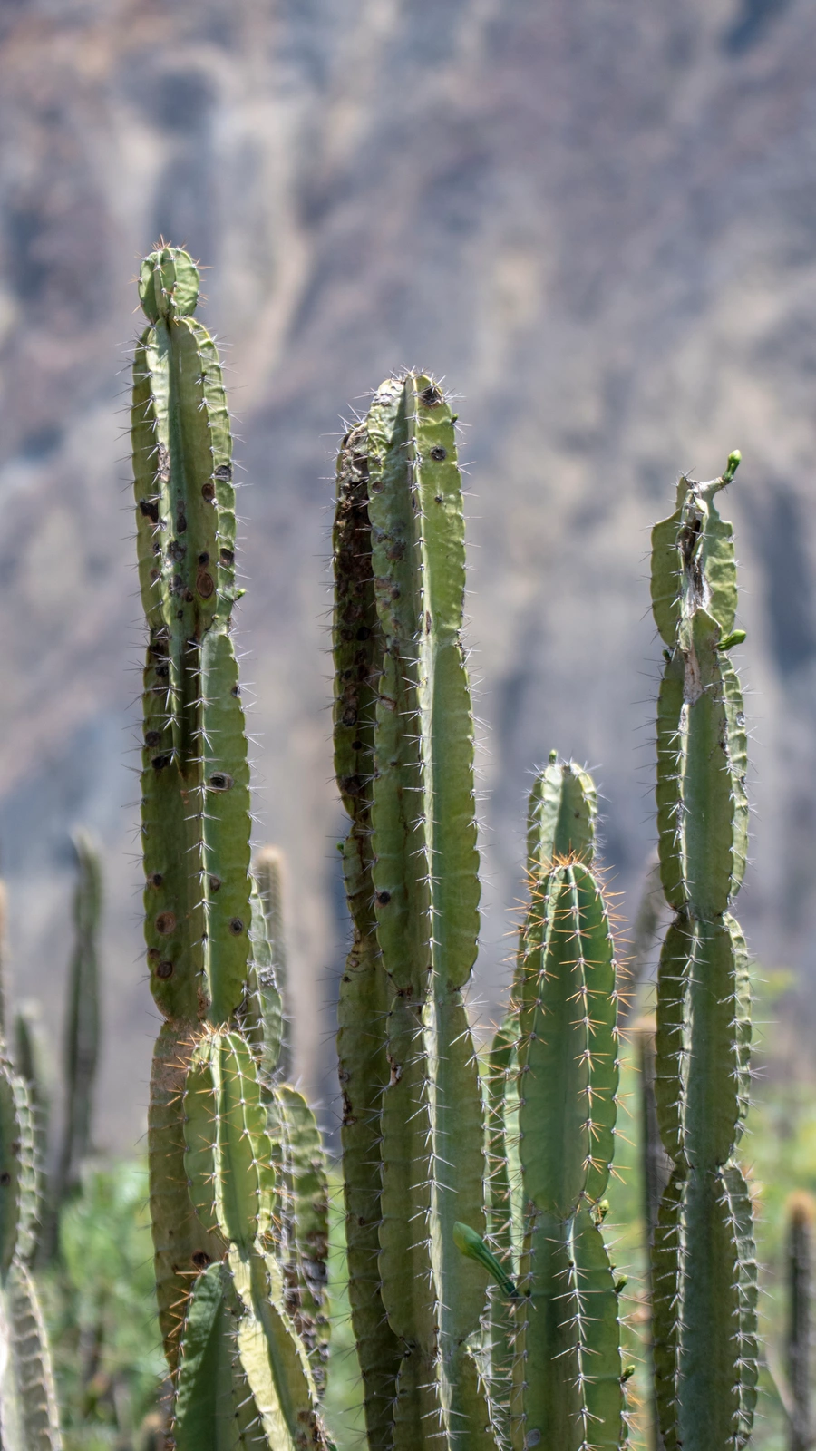 Cereus vargasianus