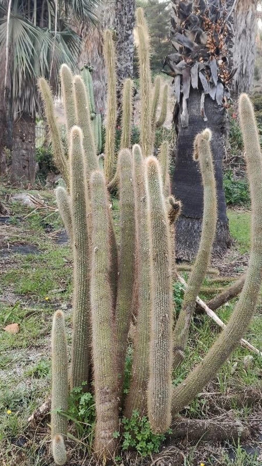 Cleistocactus orthogonus