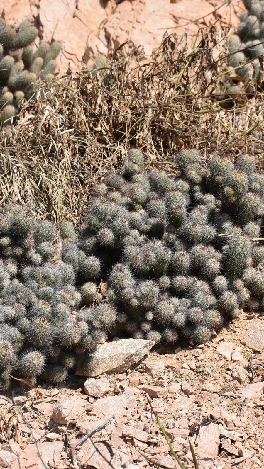 Cochemiea mazatlanensis