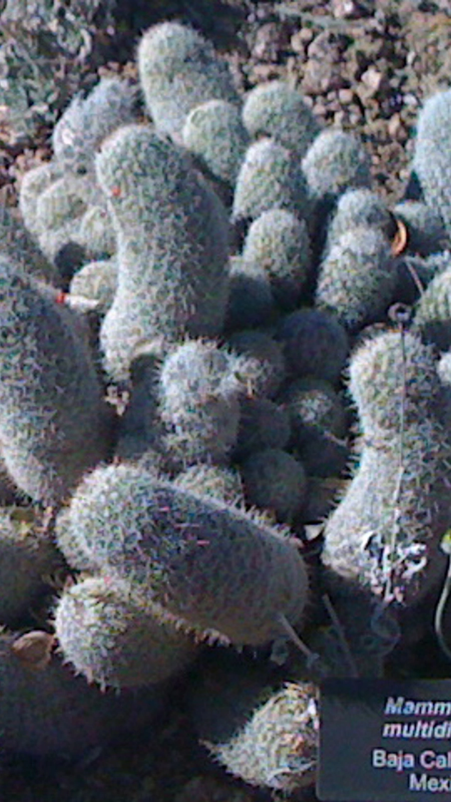 Cochemiea multidigitata