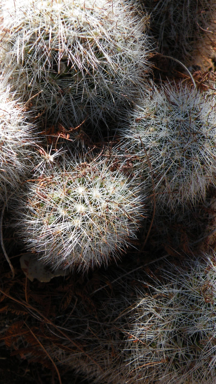 Cochemiea phitauiana