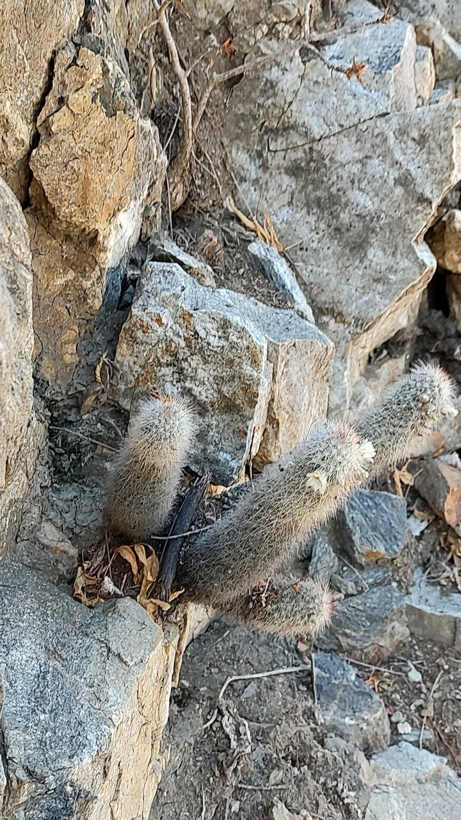 Cochemiea phitauiana