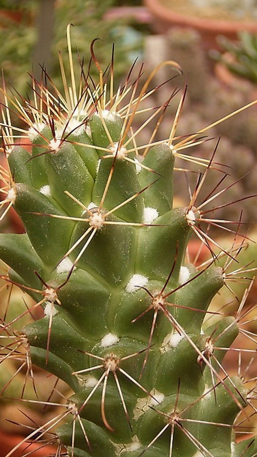 Cochemiea poselgeri