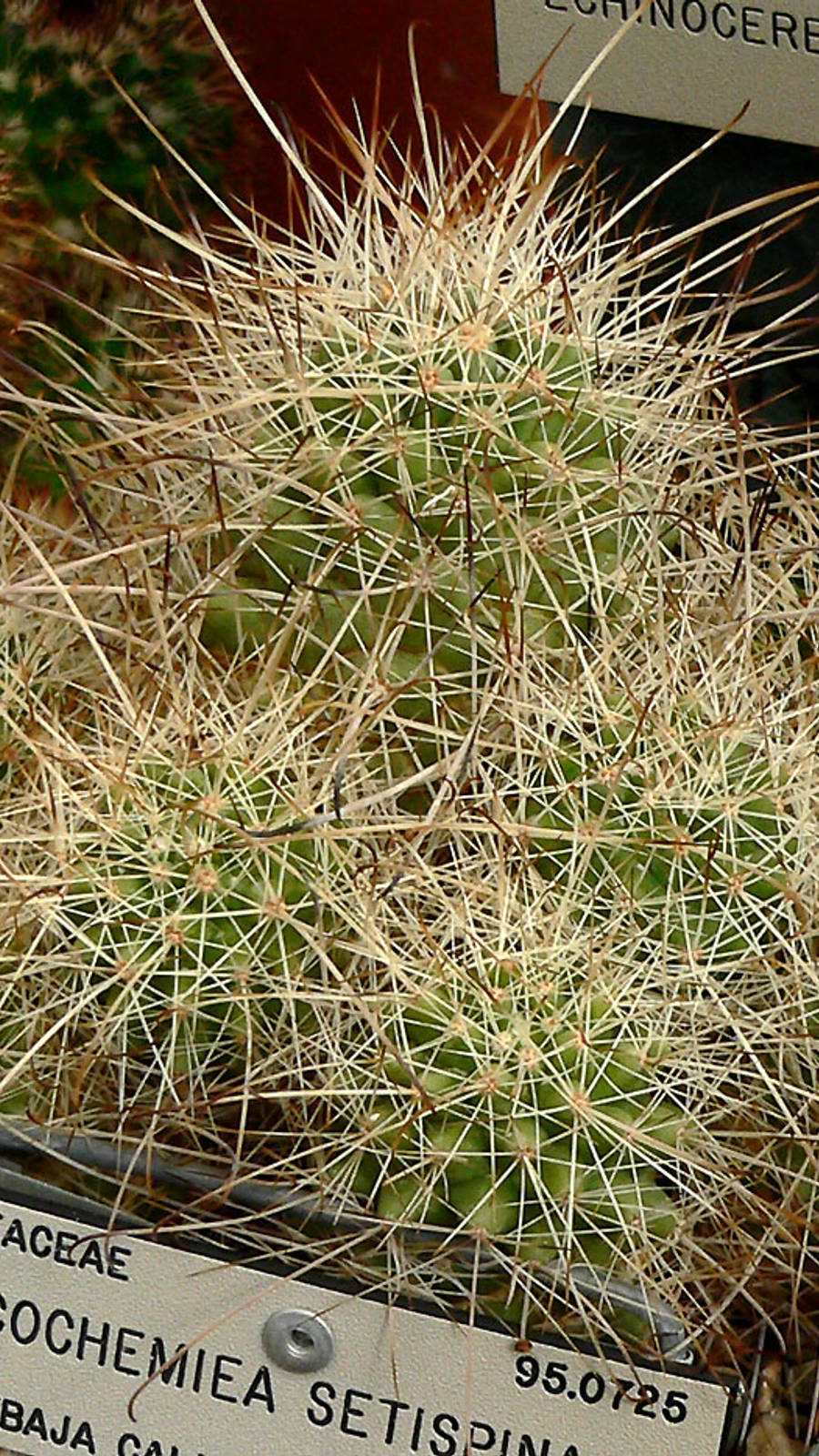 Cochemiea setispina