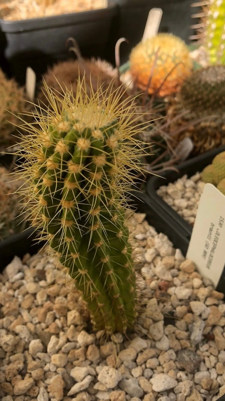 Coleocephalocereus braunii
