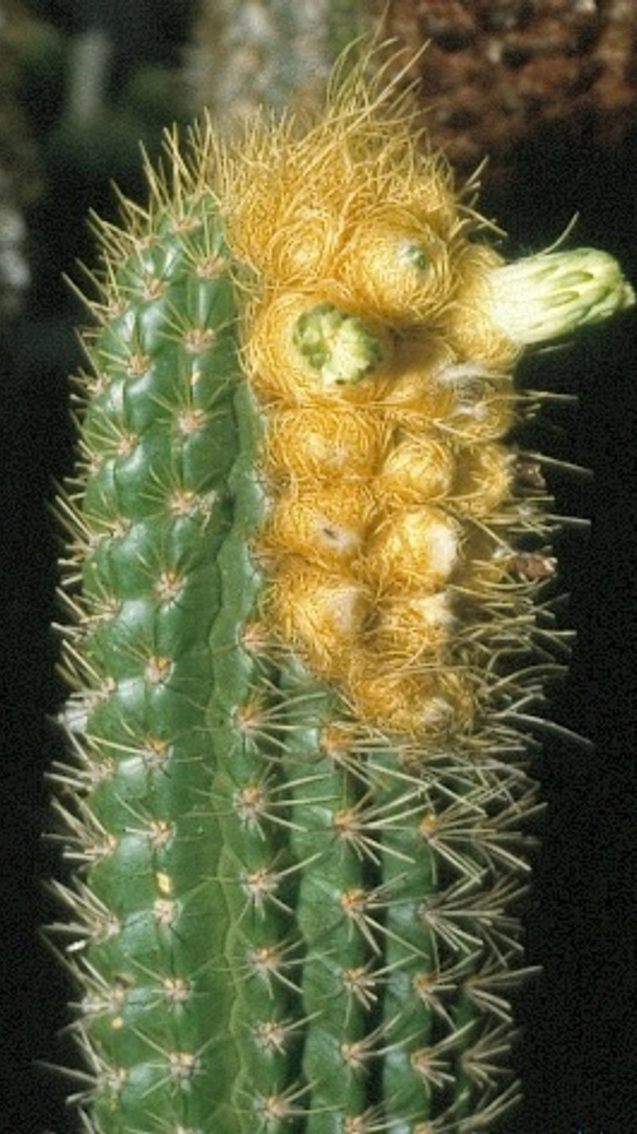 Coleocephalocereus braunii