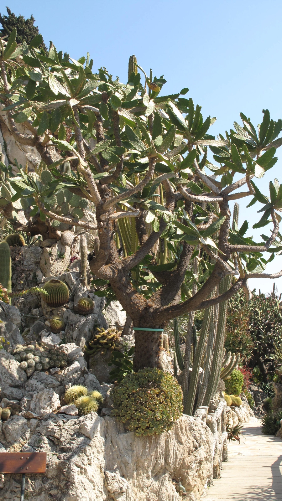 Consolea picardae