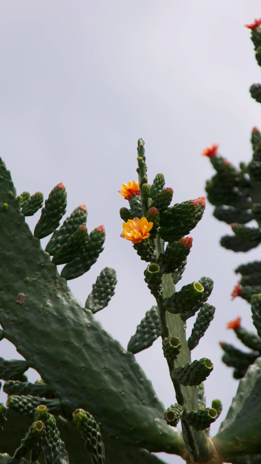 Consolea picardae