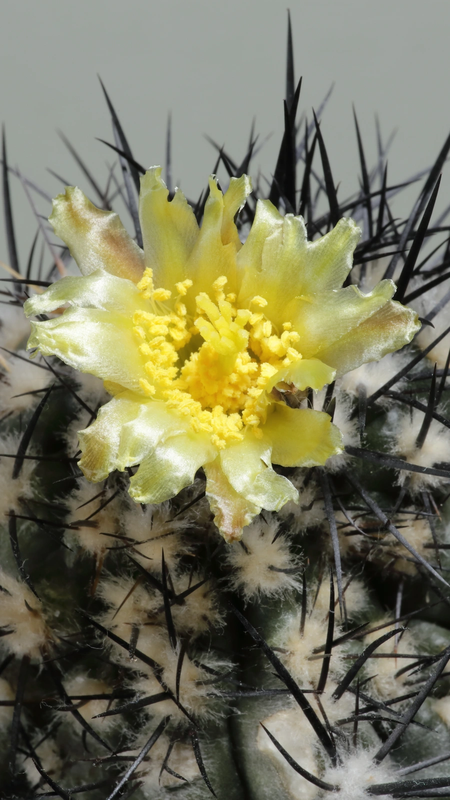 Copiapoa algarrobensis