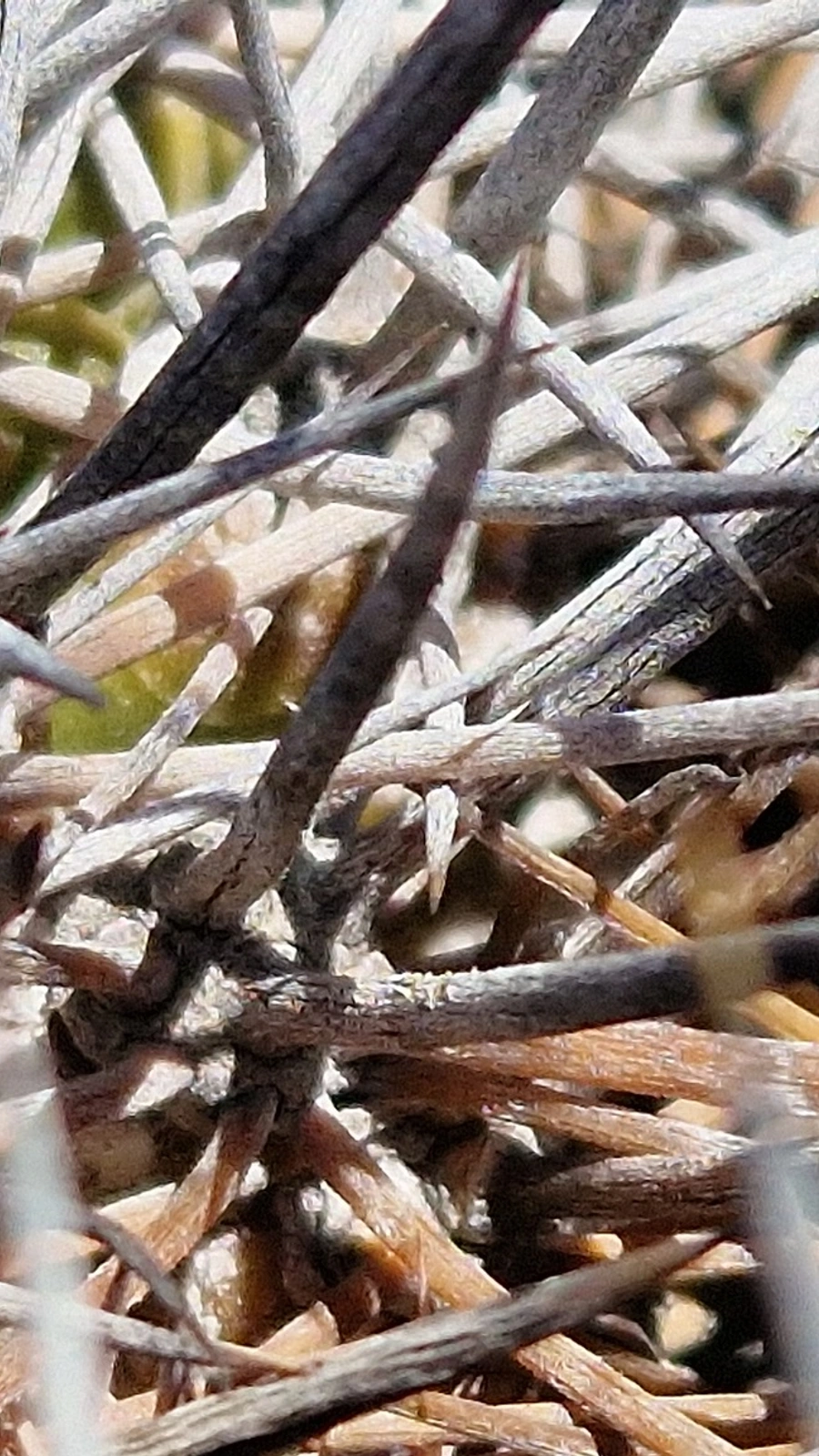 Copiapoa desertorum