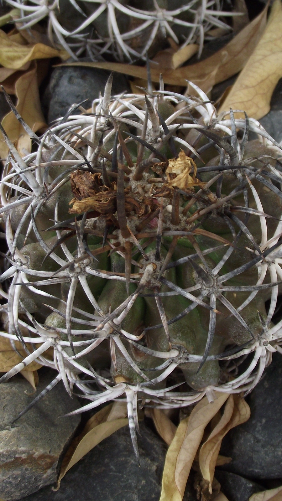 Copiapoa echinoides