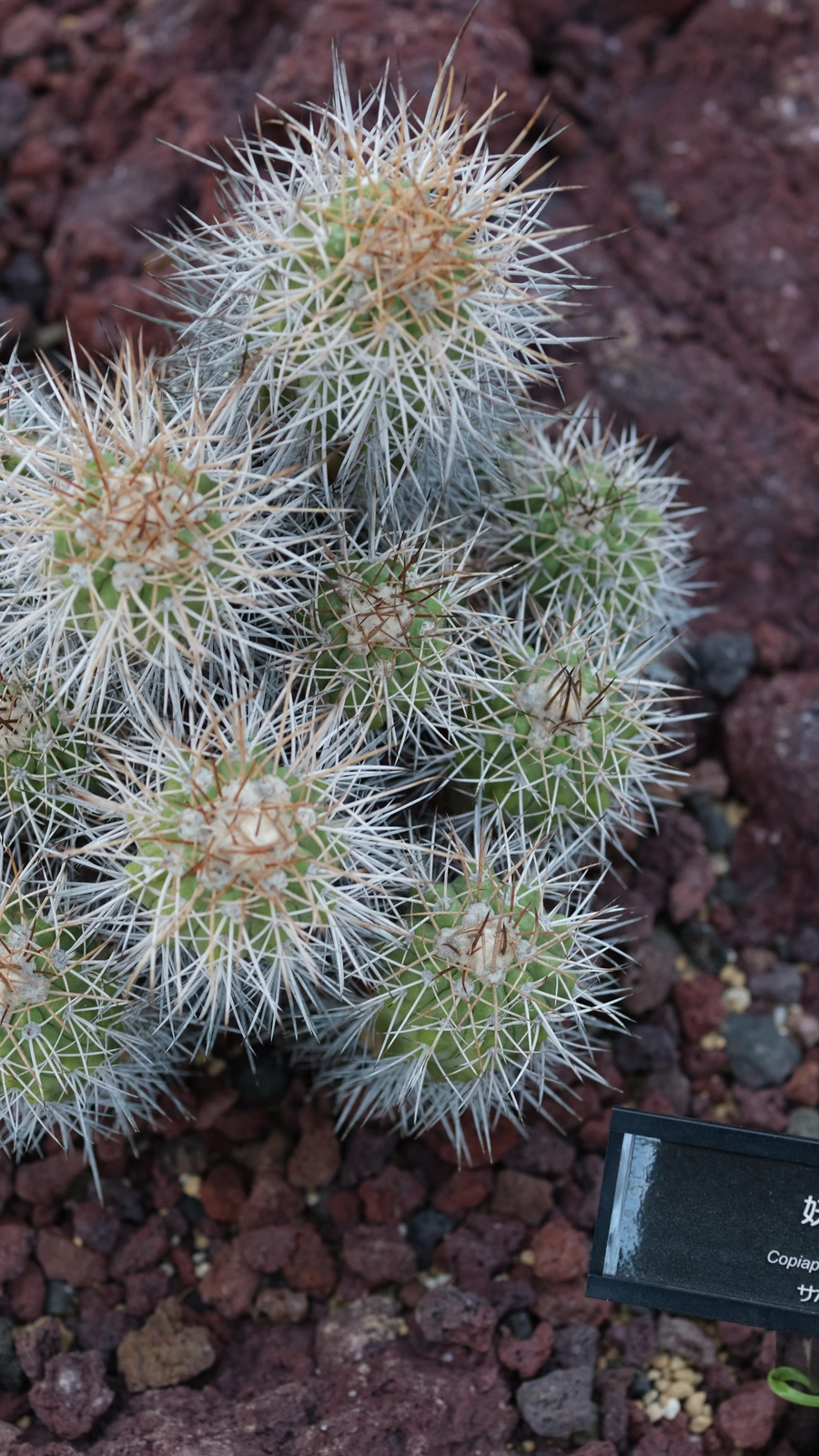Copiapoa echinoides