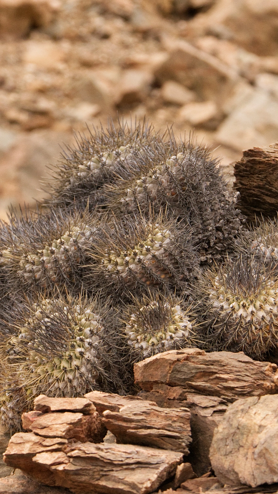 Copiapoa hoffmanniana