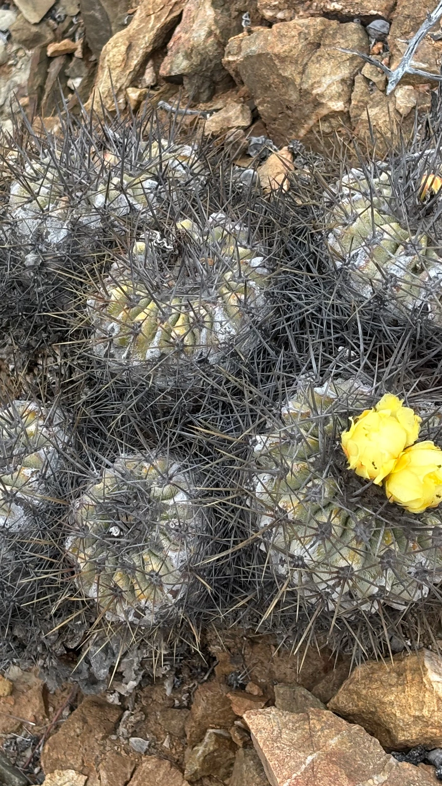 Copiapoa hoffmanniana