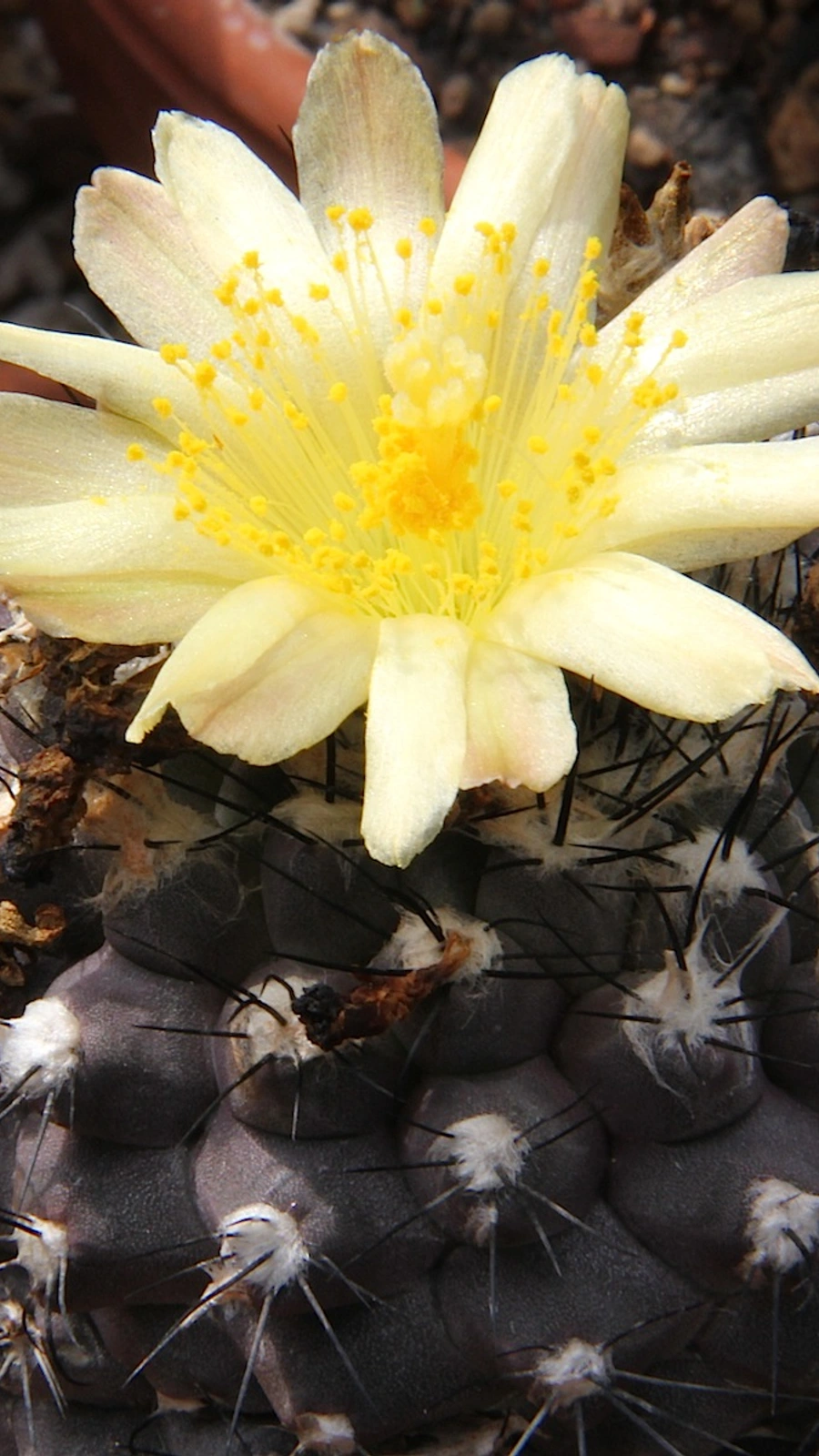 Copiapoa hypogaea