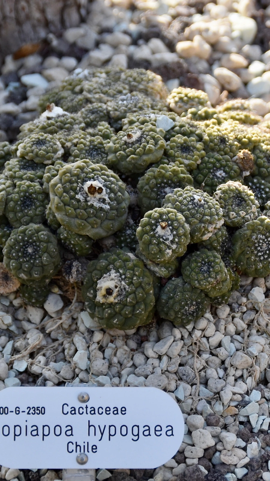 Copiapoa hypogaea