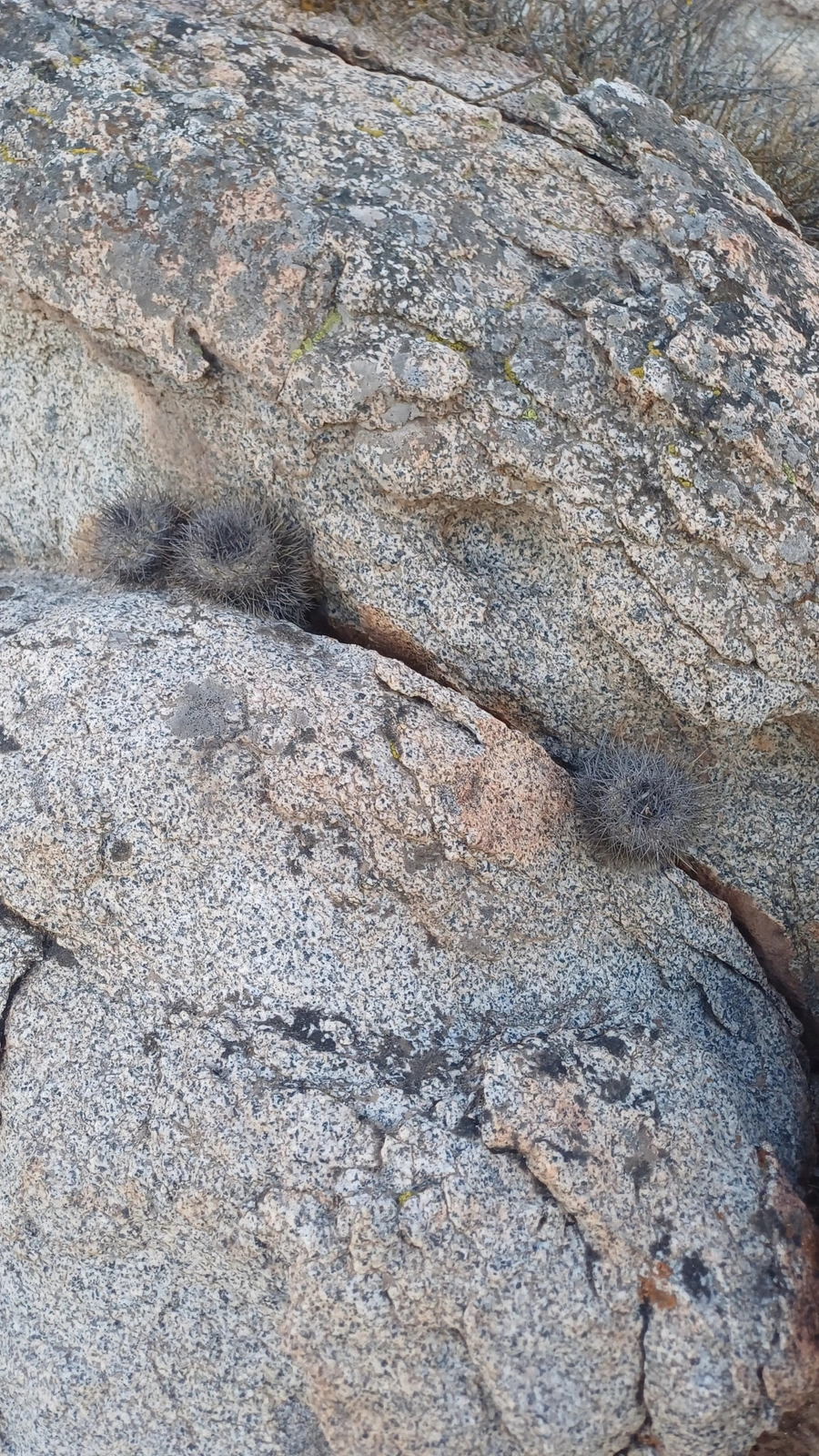 Copiapoa longispina