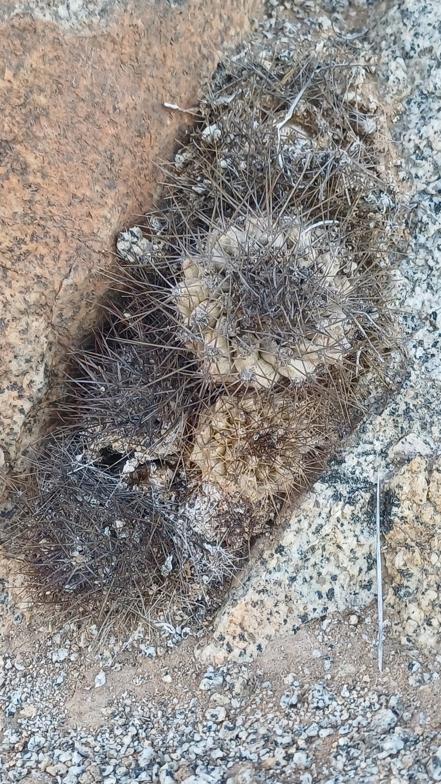 Copiapoa longispina